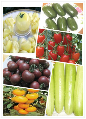 水果番茄_有機農產品_上海西沙一號生態(tài)園