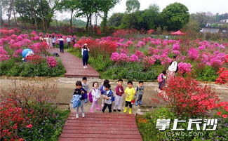美不勝收 長沙園林生態(tài)園萬株杜鵑盛開