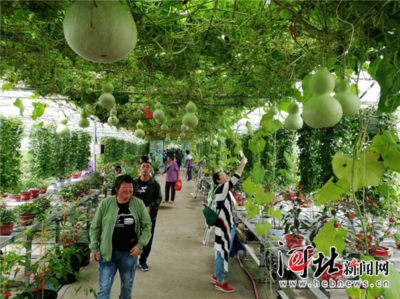 萬(wàn)全辣椒小鎮(zhèn)豐收節(jié)亮相張家口市第二屆旅發(fā)大會(huì)生態(tài)園