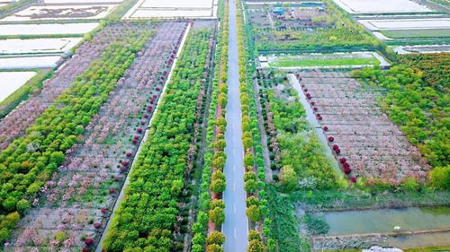 官方賞花攻略發布 荊州8條春季賞花精品線路，生態園美景盡收眼底