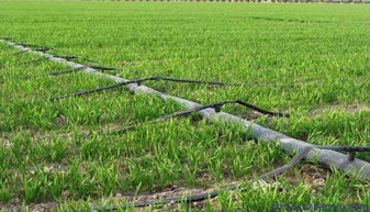 準(zhǔn)旗啟動(dòng)新農(nóng)業(yè)項(xiàng)目 生態(tài)園建設(shè)惠及8村，3970畝藍(lán)圖鋪展鄉(xiāng)村振興新畫卷